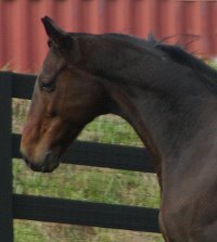 Chouette Player is a Thoroughbred horse for sale at Bits & Bytes Farm