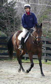 Chouette Player - Thoroughbred horse for sale at Bits & Bytes Farm.