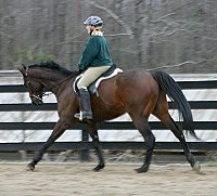 Chouette Player - Thoroughbred horses for sale at Bits & Bytes Farm.