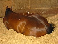 Chouette Player settles down for a good rest after his trip across the United States. - May 7, 2005