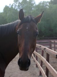 Chouette Player at home in LA. - June 29, 2005