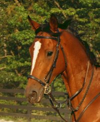 Classic Casey is a Thoroughbred gelding for sale at Bits & Bytes Farm.