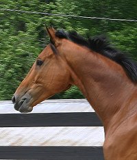 Classic Casey is a Thoroughbred gelding for sale at Bits & Bytes Farm.