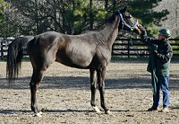Cloned Colony and Elizabeth working in the arena at Bits & Bytes Farm
