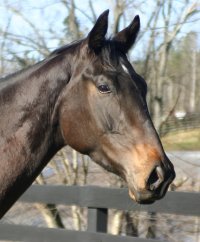 Cloned Colony is the newest Thoroughbred horse for sale at our farm.