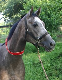 Alaskan Crown was purchased from Bits & Bytes Farm in June 2004.