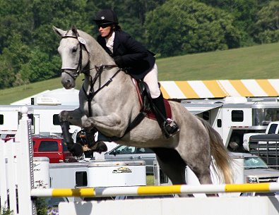 Alaskan Crown is a gray horse for sale. May 17, 2008