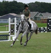OTTB Alaskan Crown competes in jumpers at the  Canterbury Horse Show.