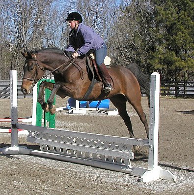 Dakota is a Thoroughbred for sale a Bits & Bytes Farm