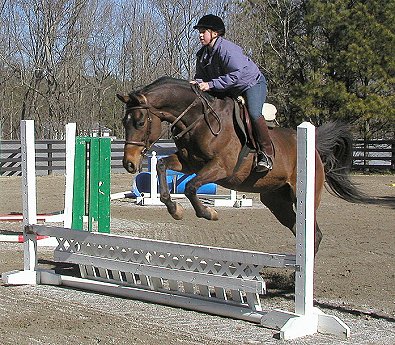 Horses for sale at Bits & Bytes Farm