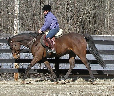 Dakota is a horse  for sale a Bits & Bytes Farm