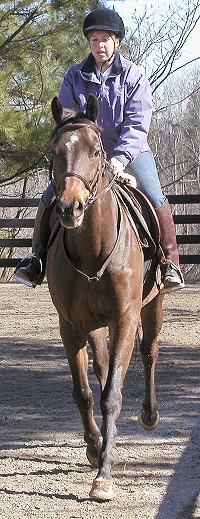 Horses for sale - Dakota