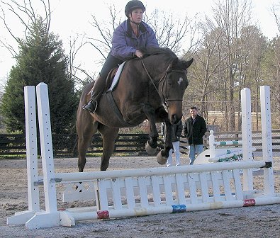 Hunter/jumper for sale