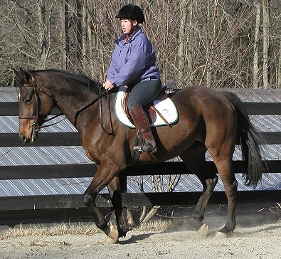 Hunter/jumper for sale