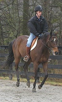 Horses for sale - Dakota