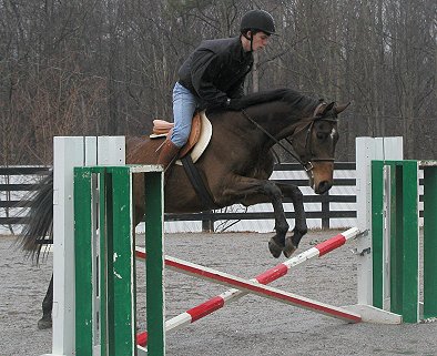 Dakota is a Thoroughbred for sale a Bits & Bytes Farm