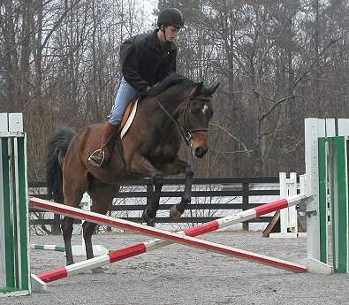 Horses for sale at Bits & Bytes Farm