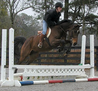 Dakota is a horse  for sale a Bits & Bytes Farm