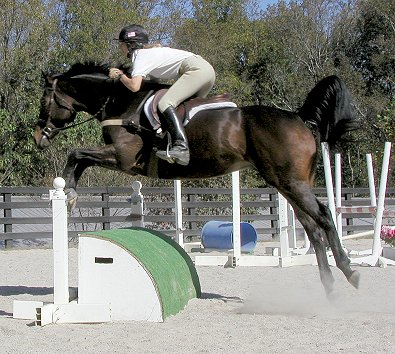Hunter/jumper for sale