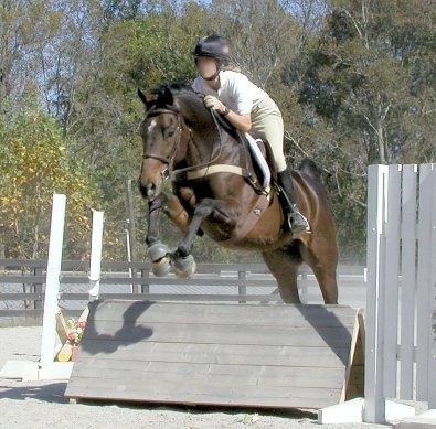 Hunter/jumper for sale