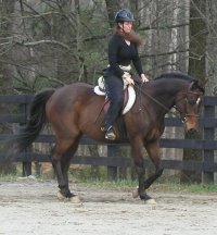 Horse for sale at Bits & Bytes Farm