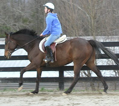 Dakota - horse for sale