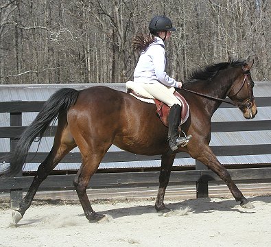 Dakota - horse for sale - Meg
