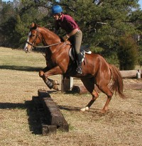 Darcy's first x-country fence