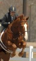 Our Boy Darcy is a former race horse who is now a show jumper. Summer 2007