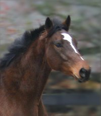 El Armstrong is a bay thoroughbred horse for sale at Bits & Bytes Farm. December 5, 2005