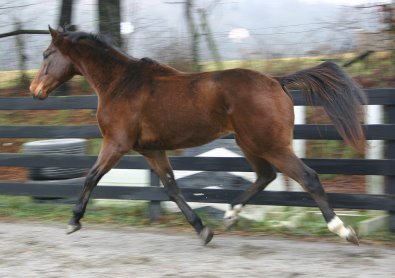 El Armstrong is a bay thoroughbred horse for sale at Bits & Bytes Farm. December 5, 2005