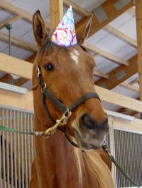 Fame for a Day wears his birthday hat. 