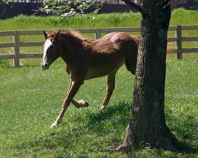 Firefly - horses for sale