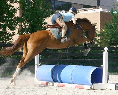 Horse for Sale - Freddie White Shoes