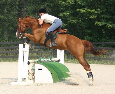 Horse for Sale - Freddie White Shoes