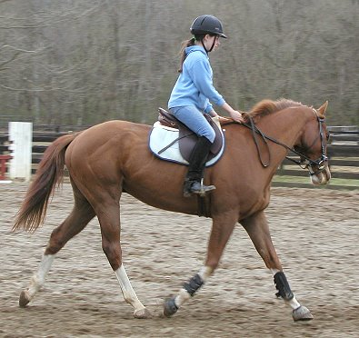 Freddy White Shoes - Horses for Sale