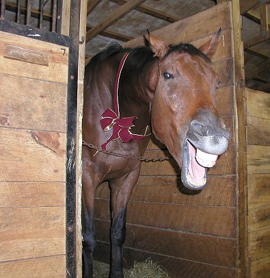 French Made aka Fred E. was a former horse for sale at Bits & Bytes Farm in 2002.