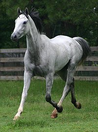 Grayboo - dressage and eventing prospect