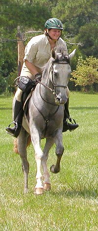 Gray boo is an off-the-track Thoroughbred  horse for sale at Bits & Bytes Farm.