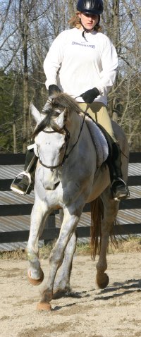 Grayboo  - Gray Thoroughbred for sale. February 6, 2005