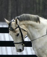 Grayboo is a very elegant grey horse for sale.
