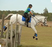 OTTB Grayboo competes in eventing.