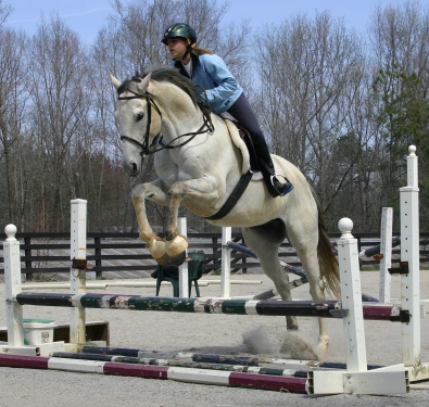 Congratulations to Amanda Cunefare of Alabama on the purchase of Grayboo! March 21, 2006 