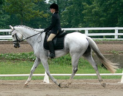 OTTB - Grayboo competiting in dressage.