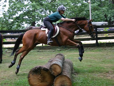 x-country eventing prospect horse for sale.