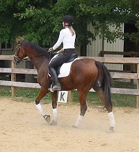 OTTB Heather's Best is training in dressage and jumping.