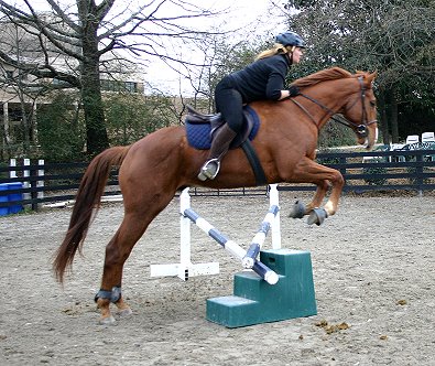 Former Bits & Bytes Farm horse for sale - Honor and Valor with Dana McLean - January 7, 2006 