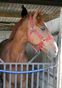Chestnut Thoroughbred horse for sale at Bits & Bytes Farm - 