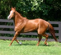 Our newest chestnut Thoroughbred horse for sale - "Val".