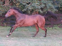 thoroughbreds for sale